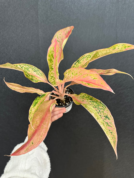 Pink Baramee Aglaonema 4in