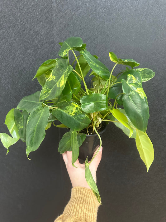 Burle Marx Variegated Philodendron 4in