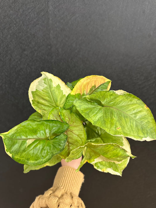 Syngonium Orm Thong/Mango Allusion Variegated- 4in