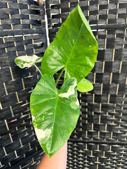 Alocasia Macrorrhiza Appaloosa Gold 4in