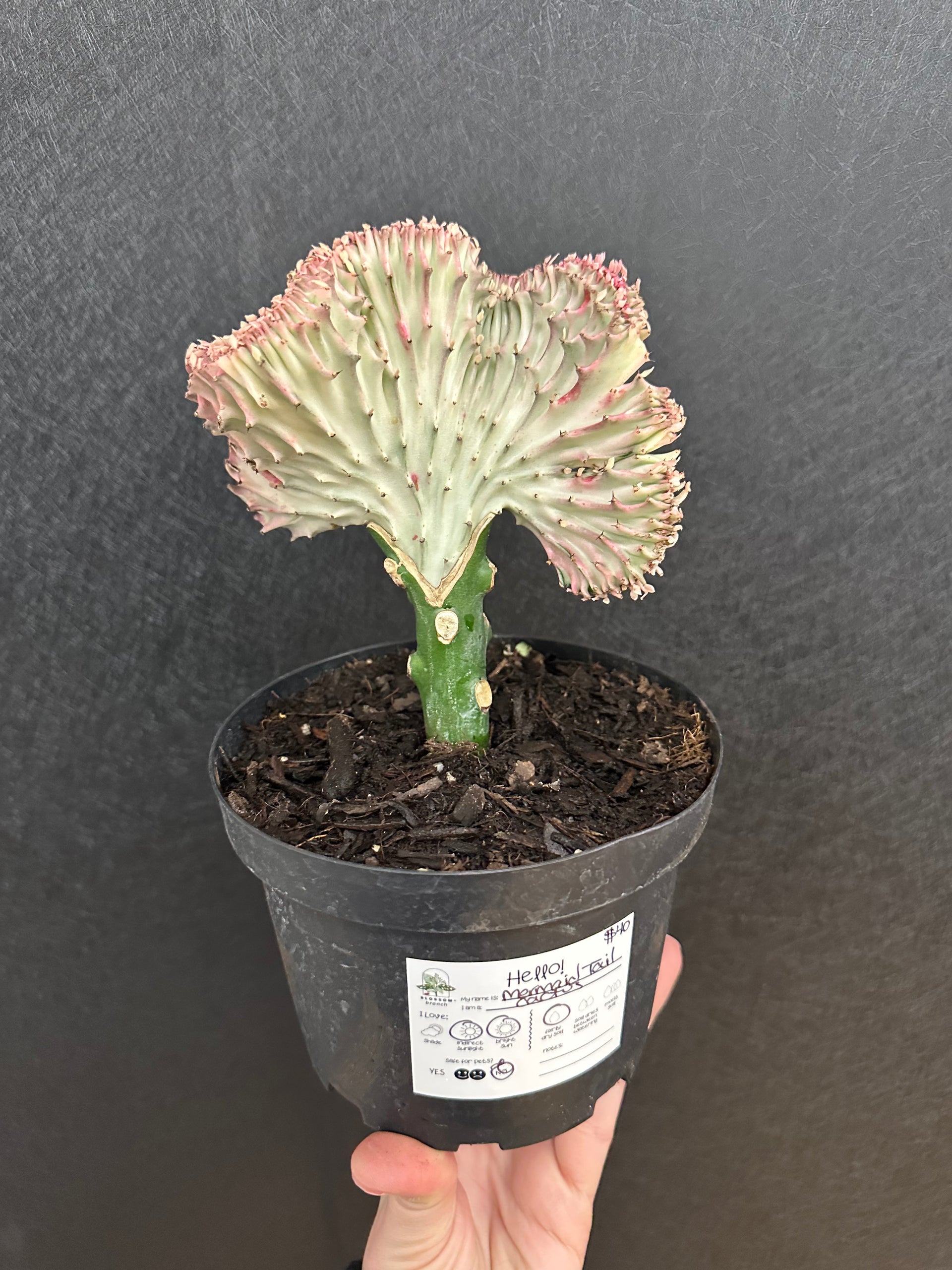 Mermaid Tail Cactus 6in  Blossom + Branch Houseplants