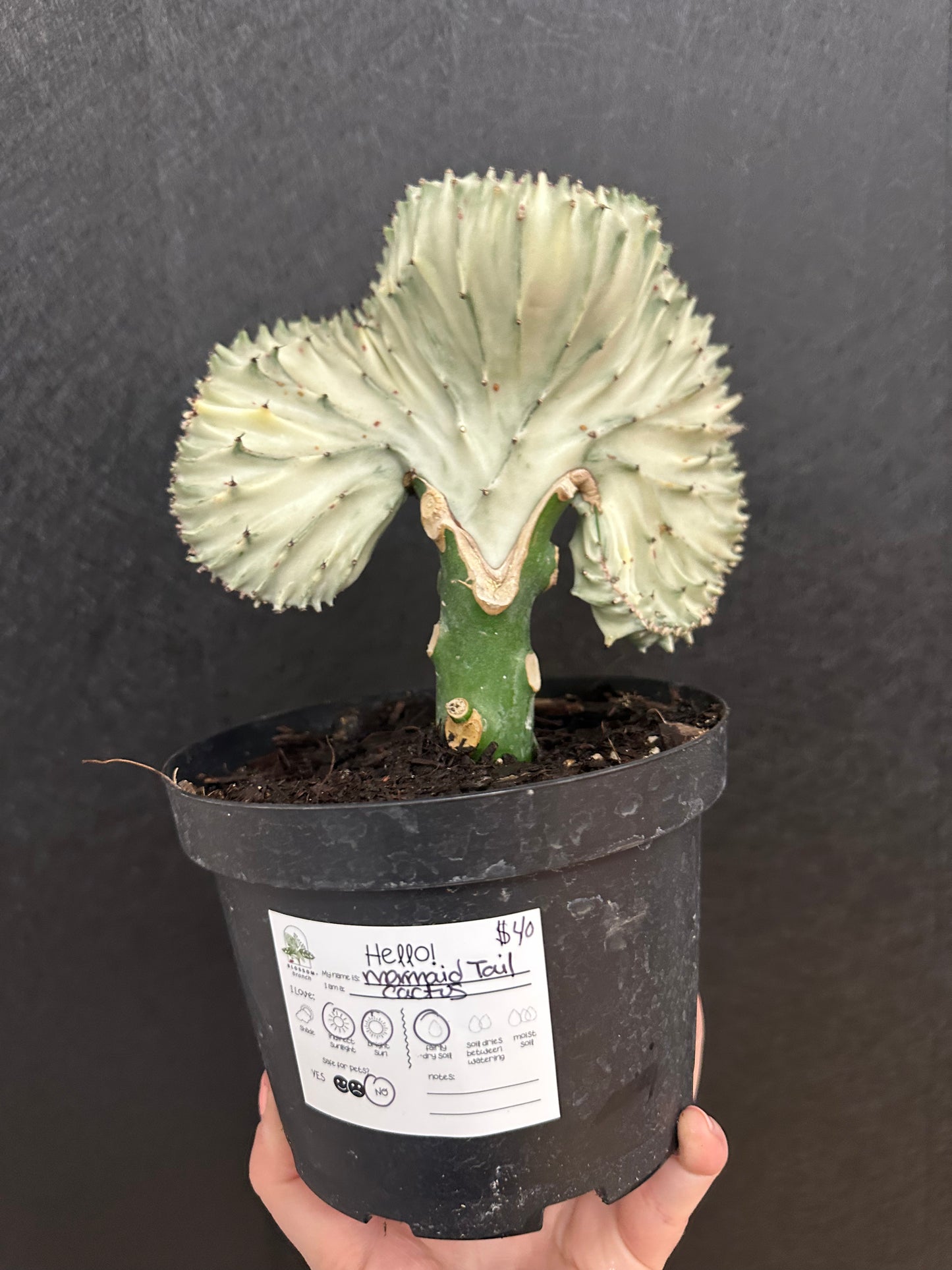 Mermaid Tail Cactus 6in