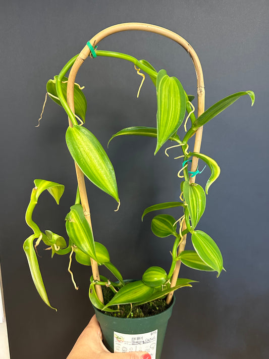 Vanilla Bean Flowering Orchid