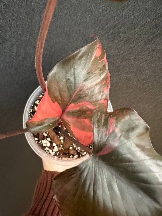 Homalomena Pink Diamond 6in