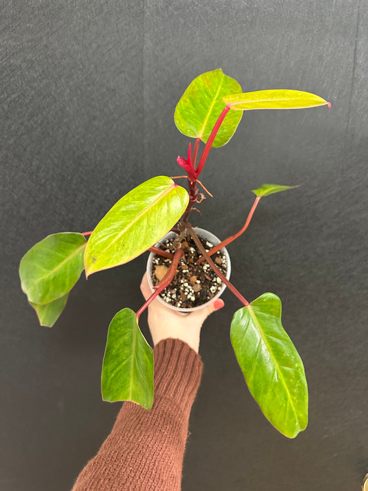 Philodendron Medissa- painted lady mutation 4in