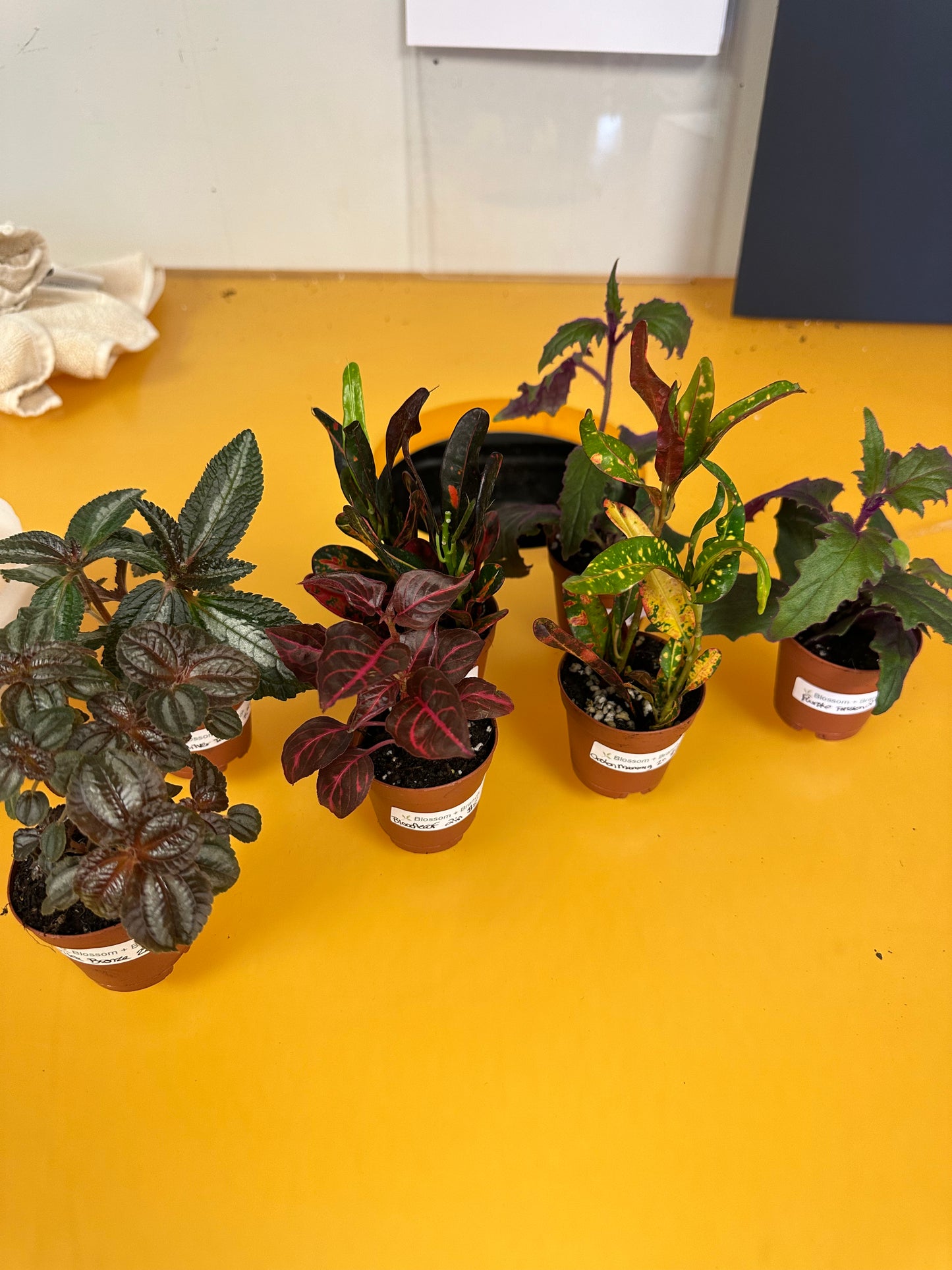 2in assorted plants