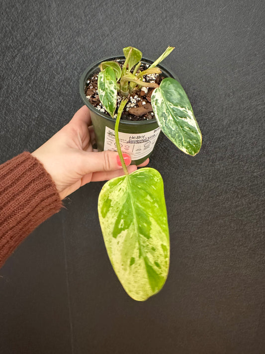 Emerald King Philodendron 4in