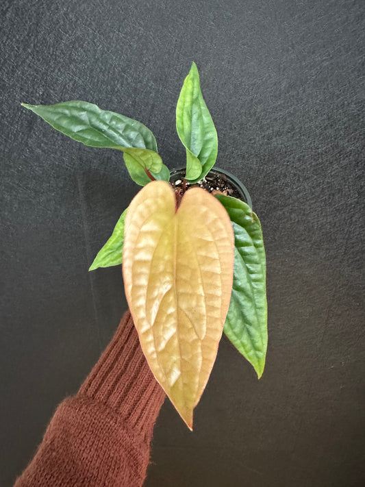 Radican X Luxurion Anthurium 4in