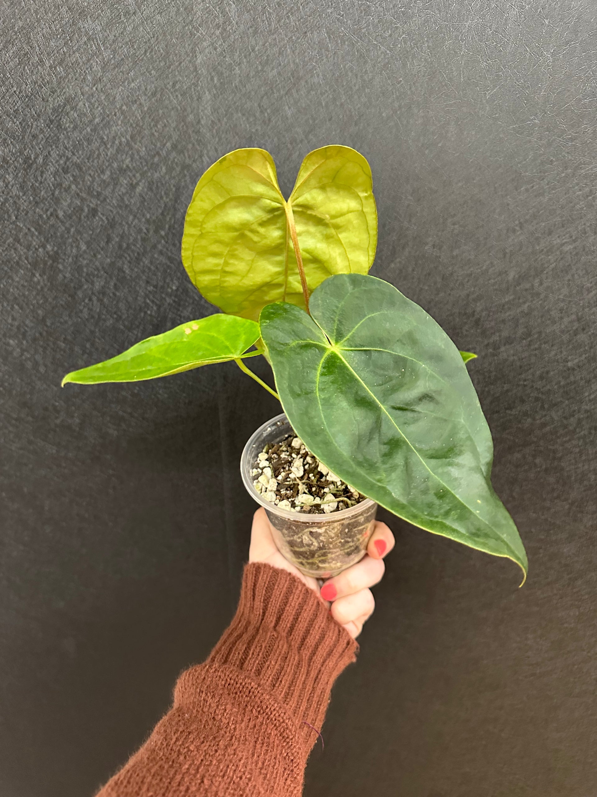 anthurium gigi Magificum X Nigrolaminum Gigi Anthurium 4in – Blossom + Branch Houseplants
