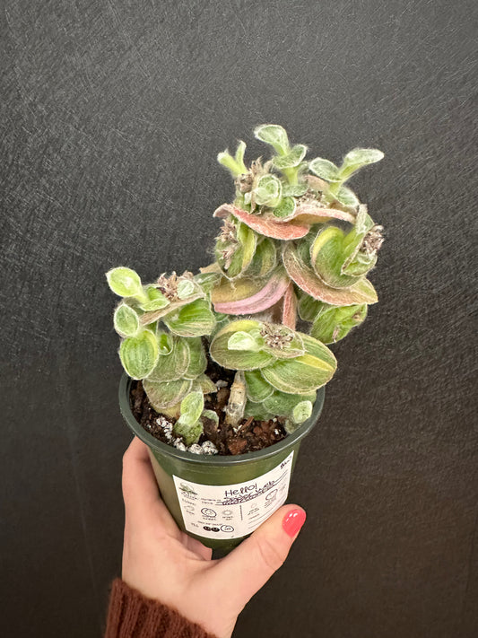 Cobweb Tradescantia 4in