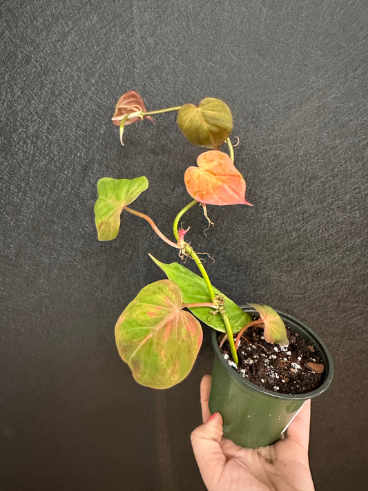 Philodendron Micans, Variegated 4in