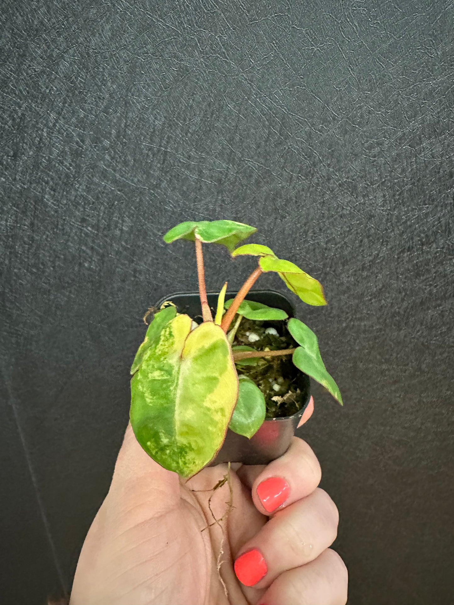 Billieate Variegated Philodendron Starter 2in