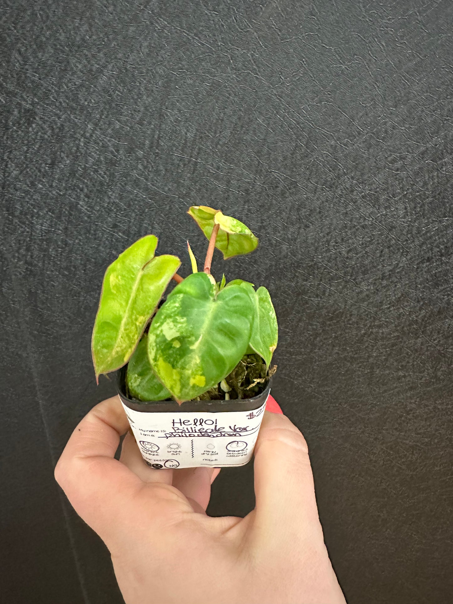 Billieate Variegated Philodendron Starter 2in