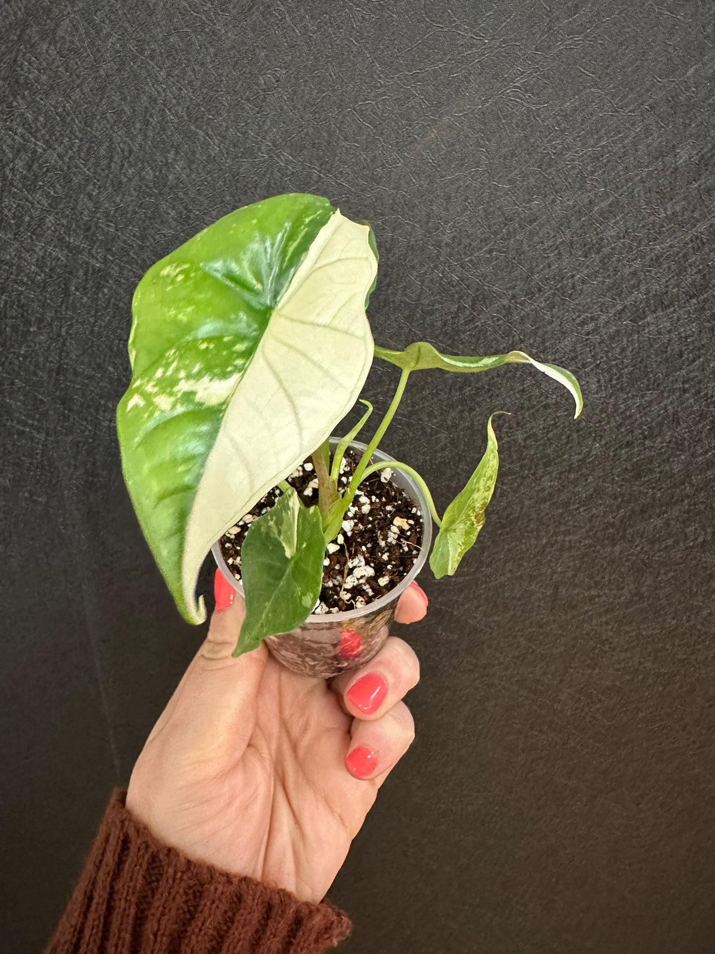 Alocasia Simpo Variegated 2in