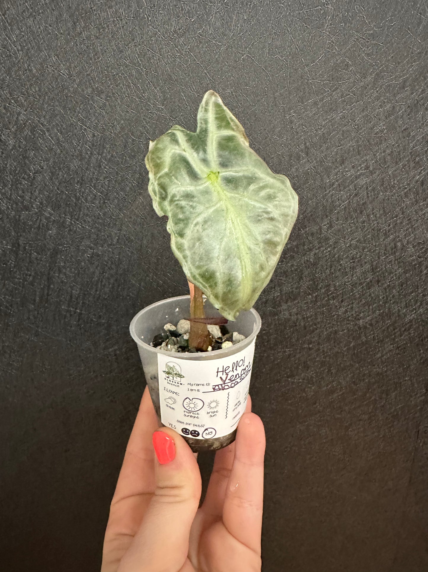 Alocasia Venom 2in