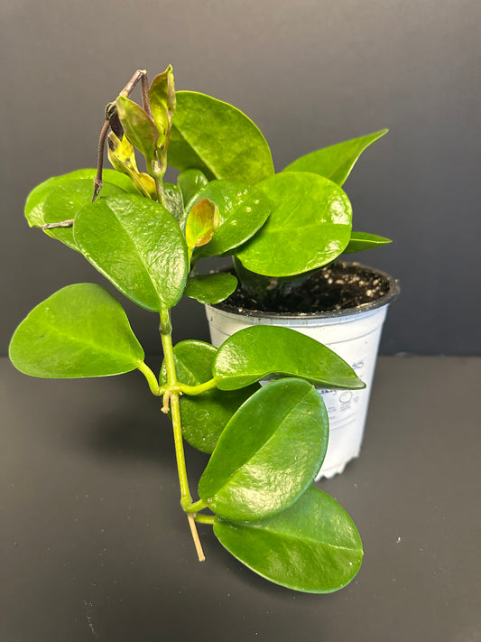 Hoya Australis 5in