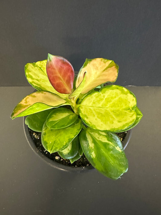 Hoya Austrails Tricolor 5in