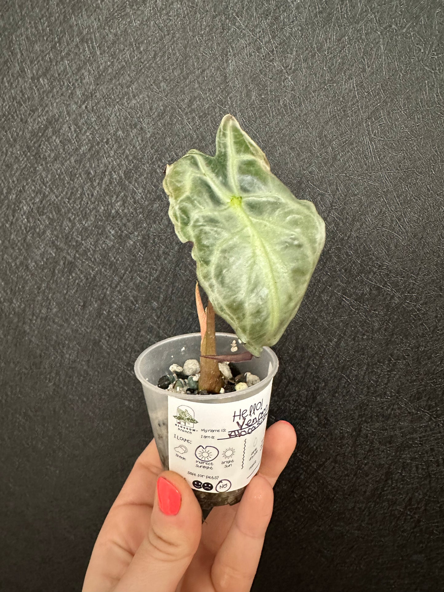 Alocasia Venom 2in