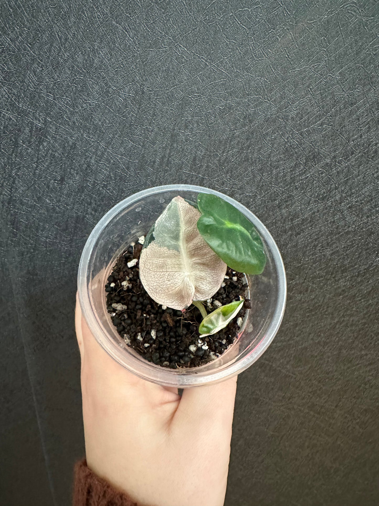 Alocasia Heart Balloon, Variegated 2in