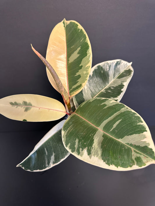 Tineke Ficus 5in