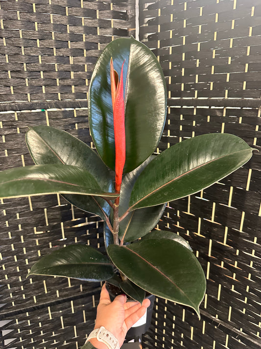 Burgundy Ficus 5in