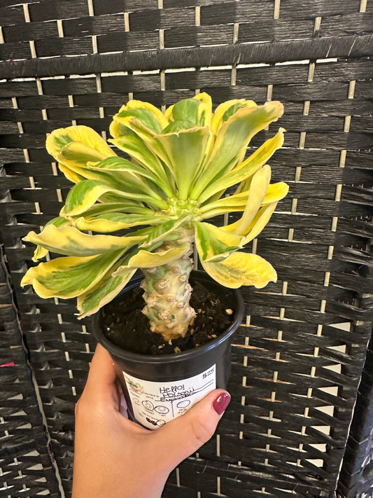 Poisonii Euphorbia 4in