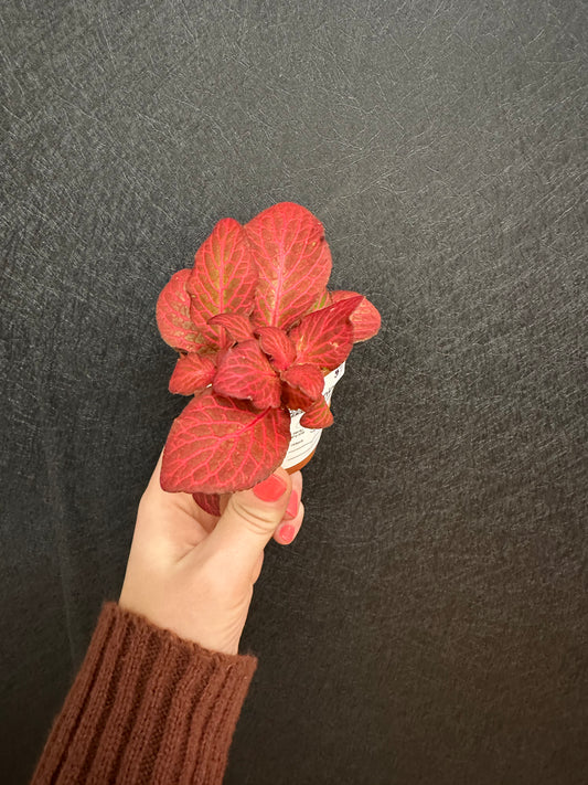 Red Fittonia 2.5in