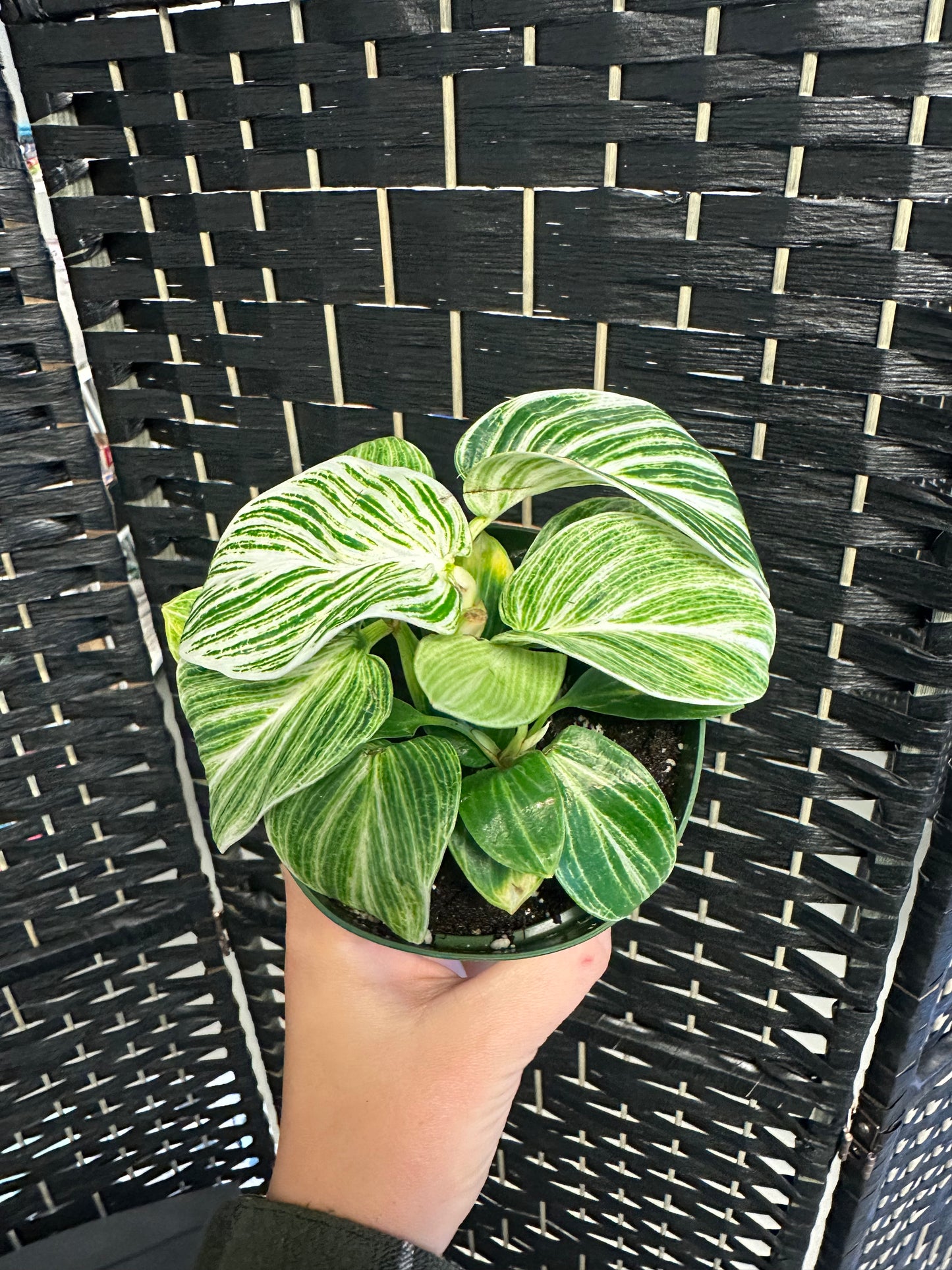 Birkin Galaxy Philodendron 4in