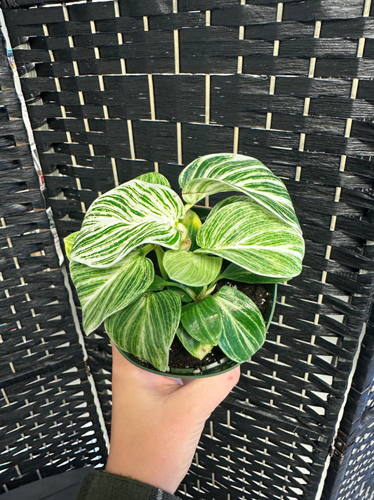 Birkin Galaxy Philodendron 4in