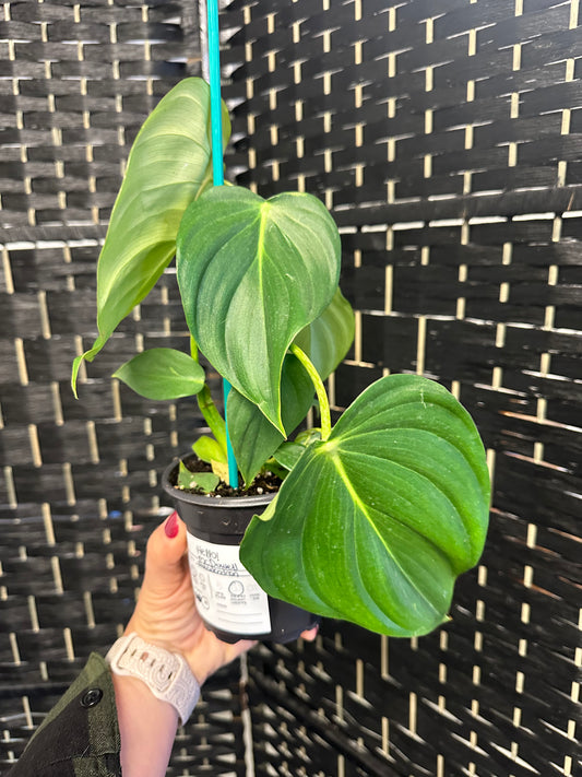 Philodendron McDowell 4in
