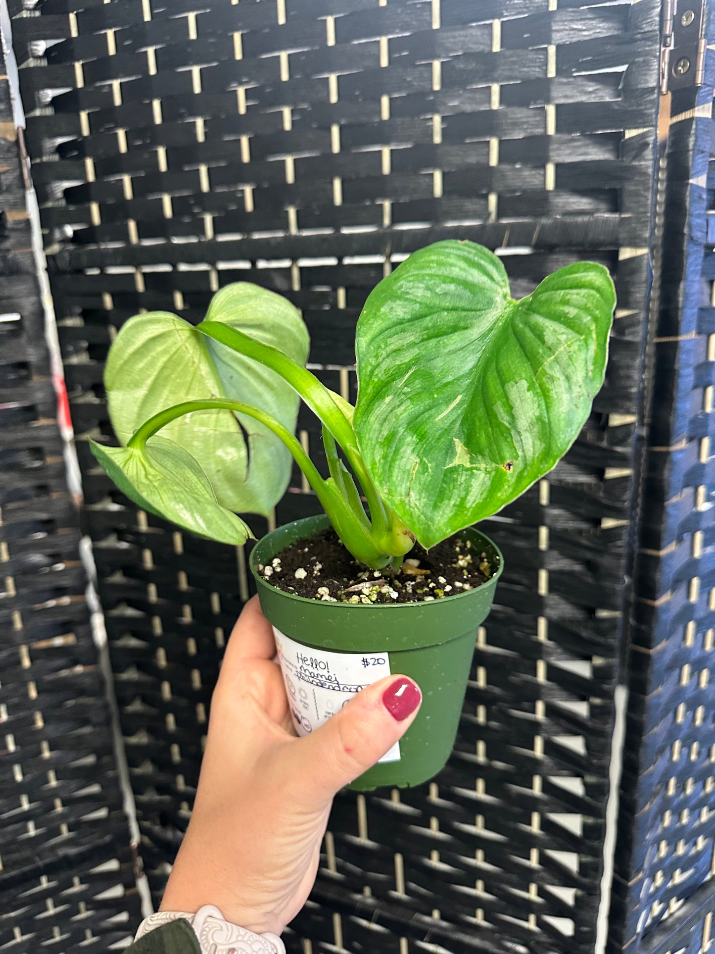 Mamei Philodendron 4in