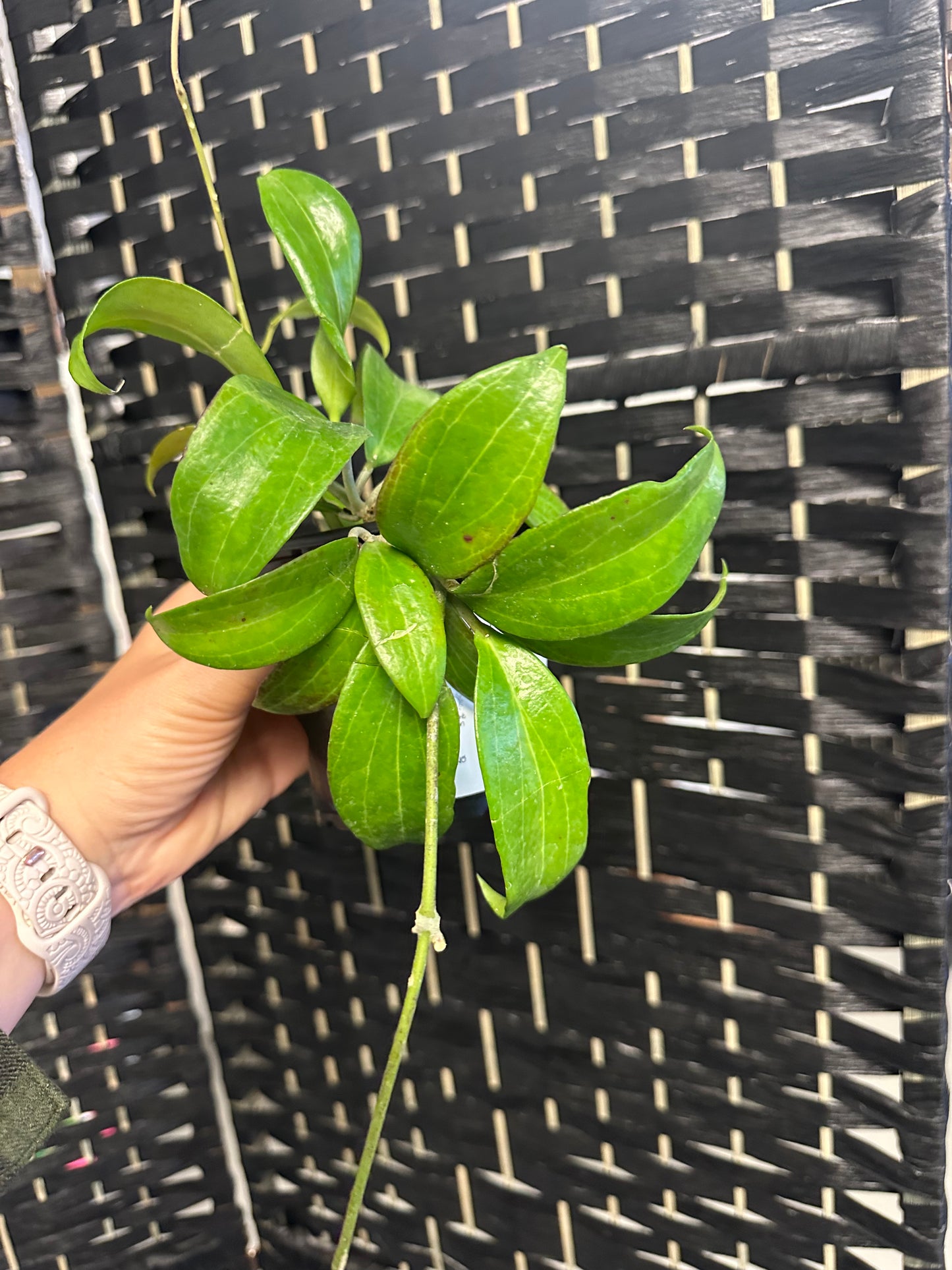 Merrilli Small Leaf Hoya 4in