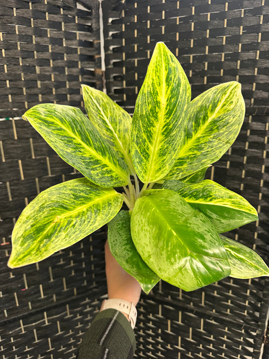 Honey Lemon Aglaonema 4in