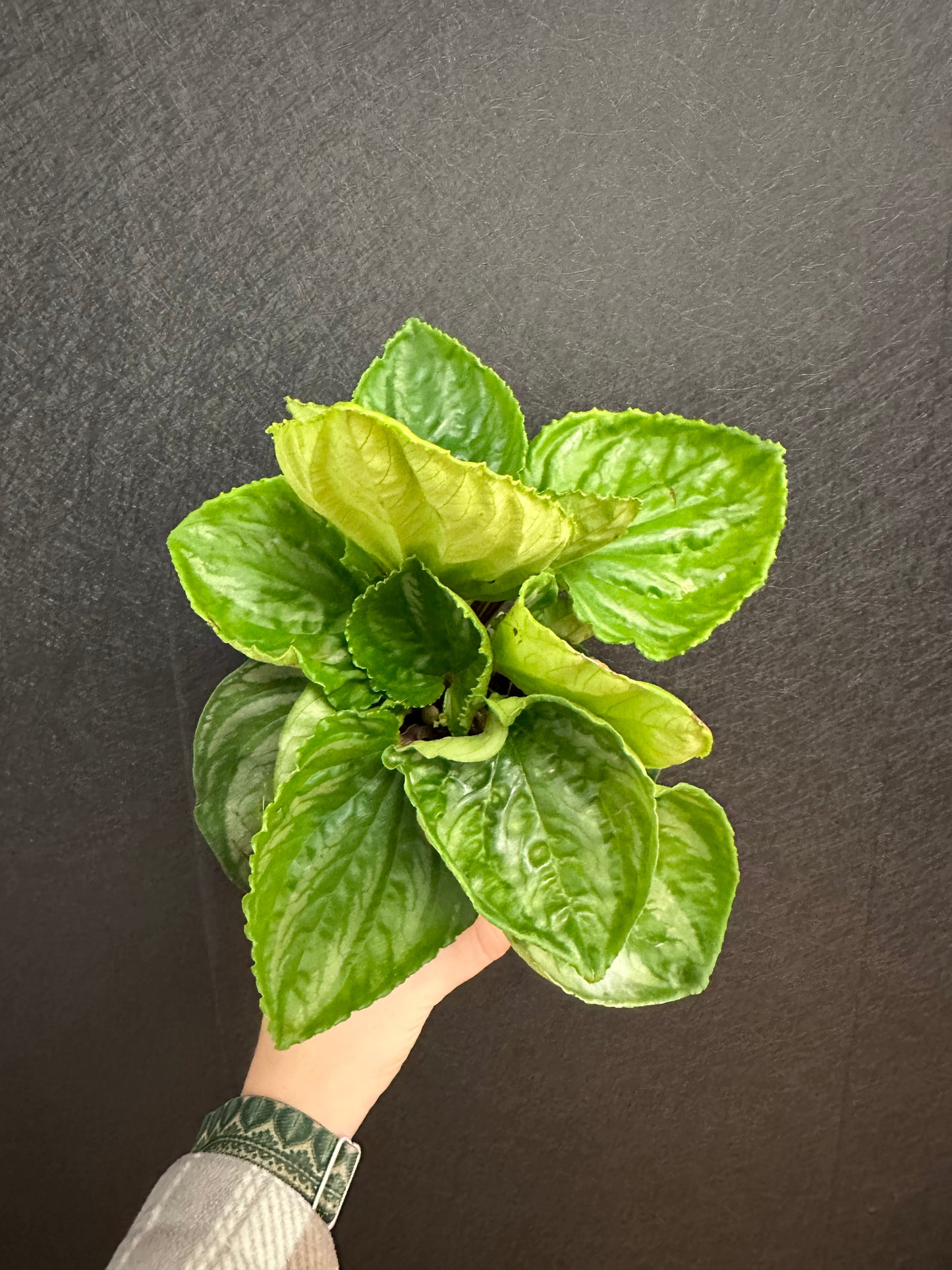 Peperomia ‘Ecuador’ 4in