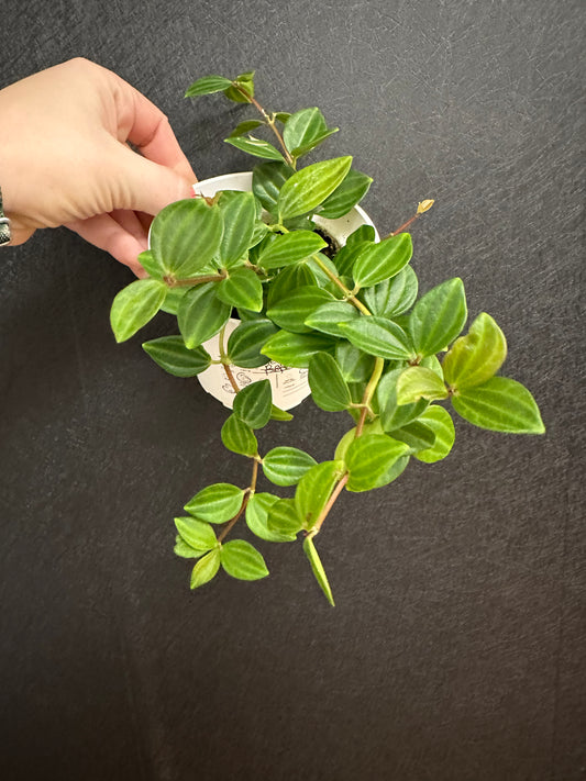 Raydiance Peperomia 4in