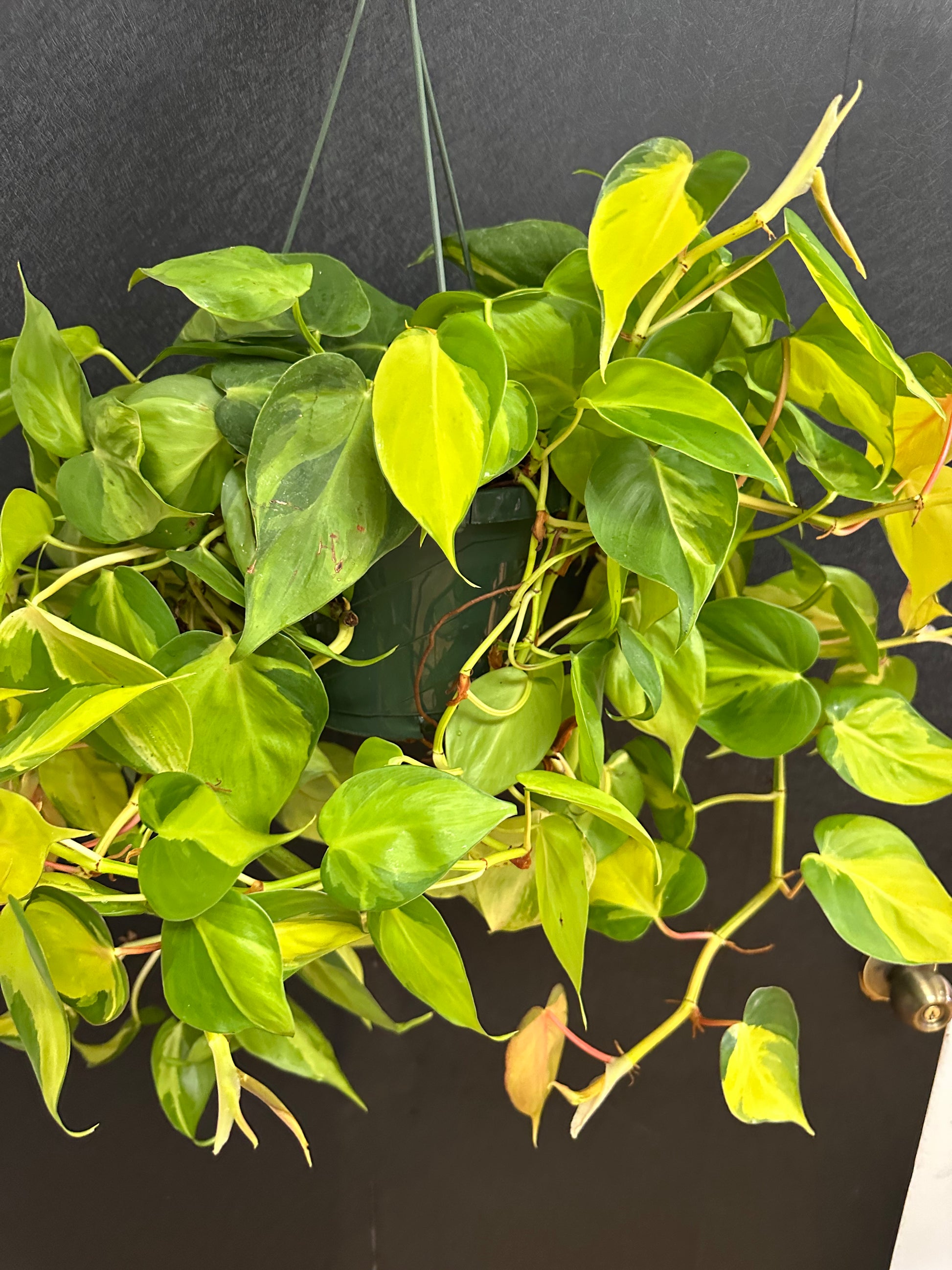 hanging philodendron brasil Philodendron Brasil Hanging Basket 8in