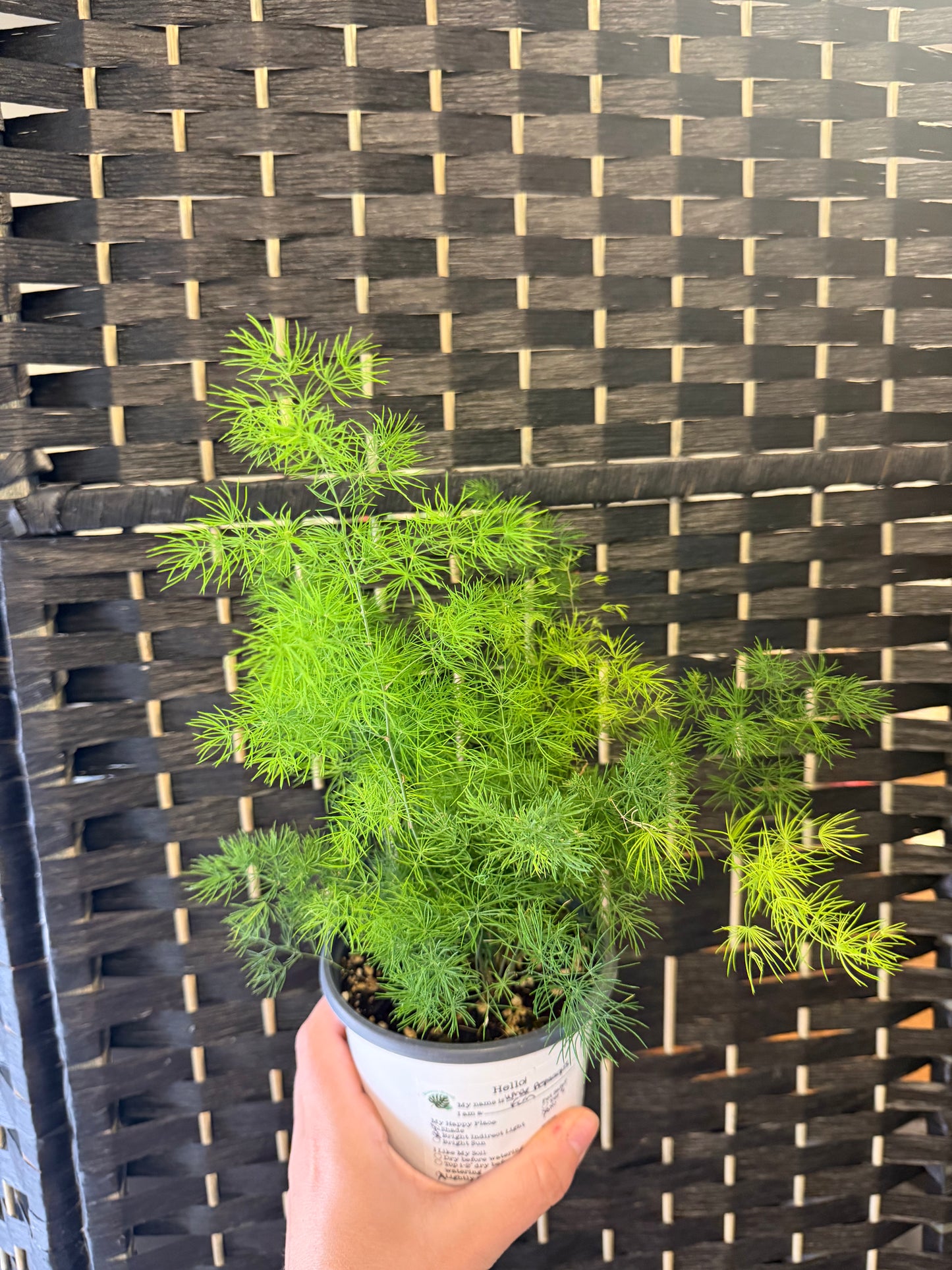 White Asparagus Fern 4in