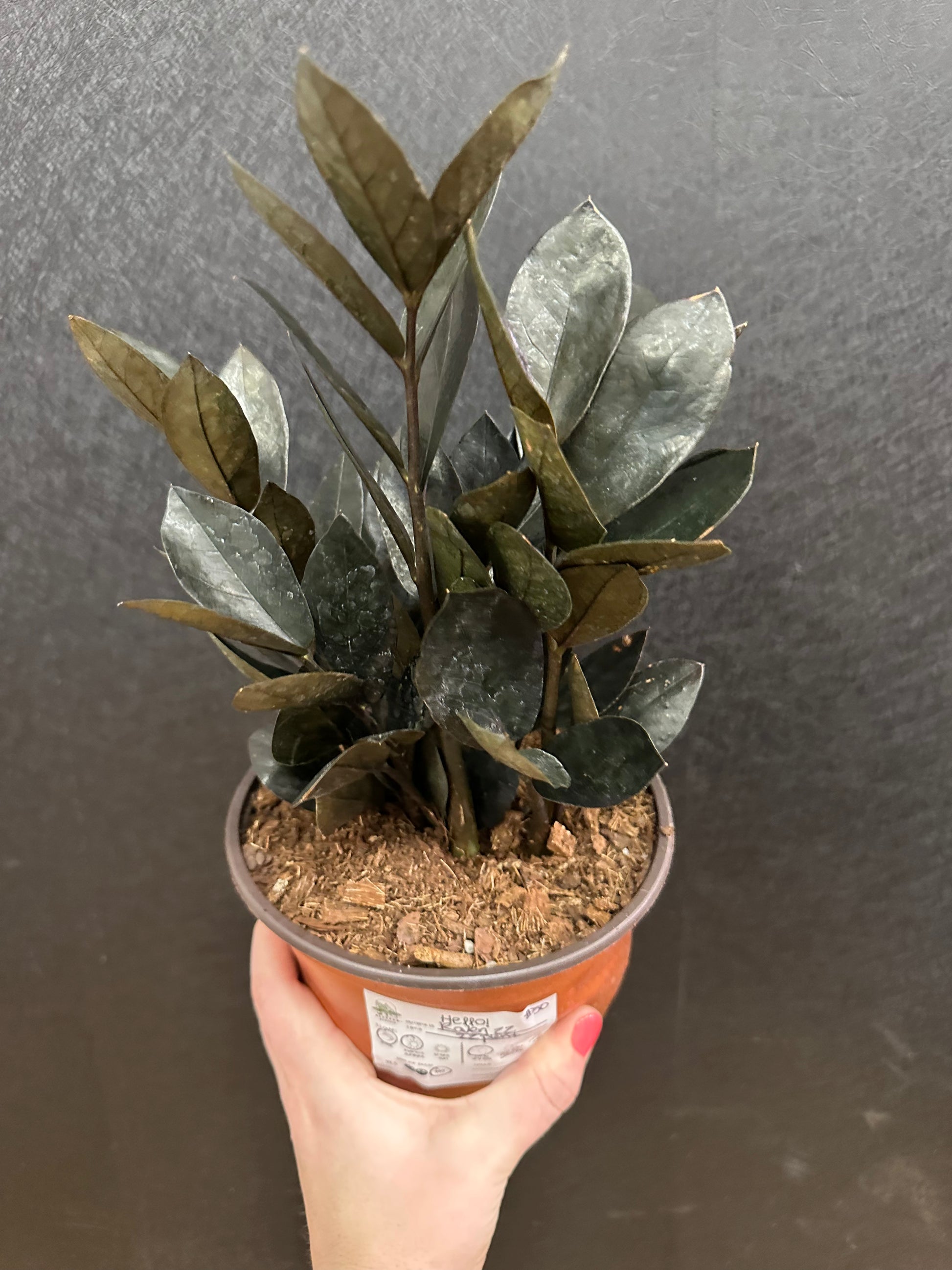 zz raven plant Raven ZZ Plant 6in – Blossom + Branch Houseplants