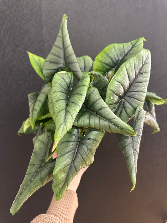 Alocasia Reginea 5in