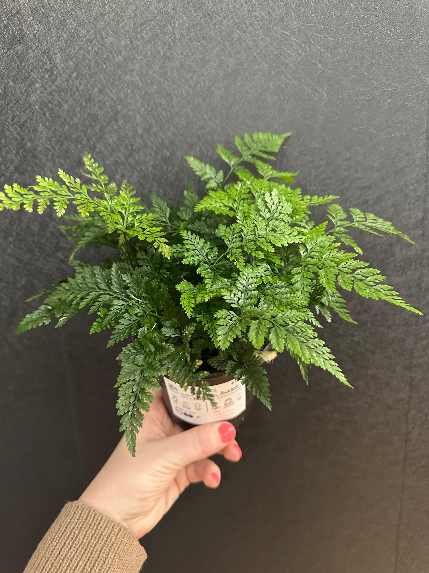 White Rabbits Foot Fern 4in