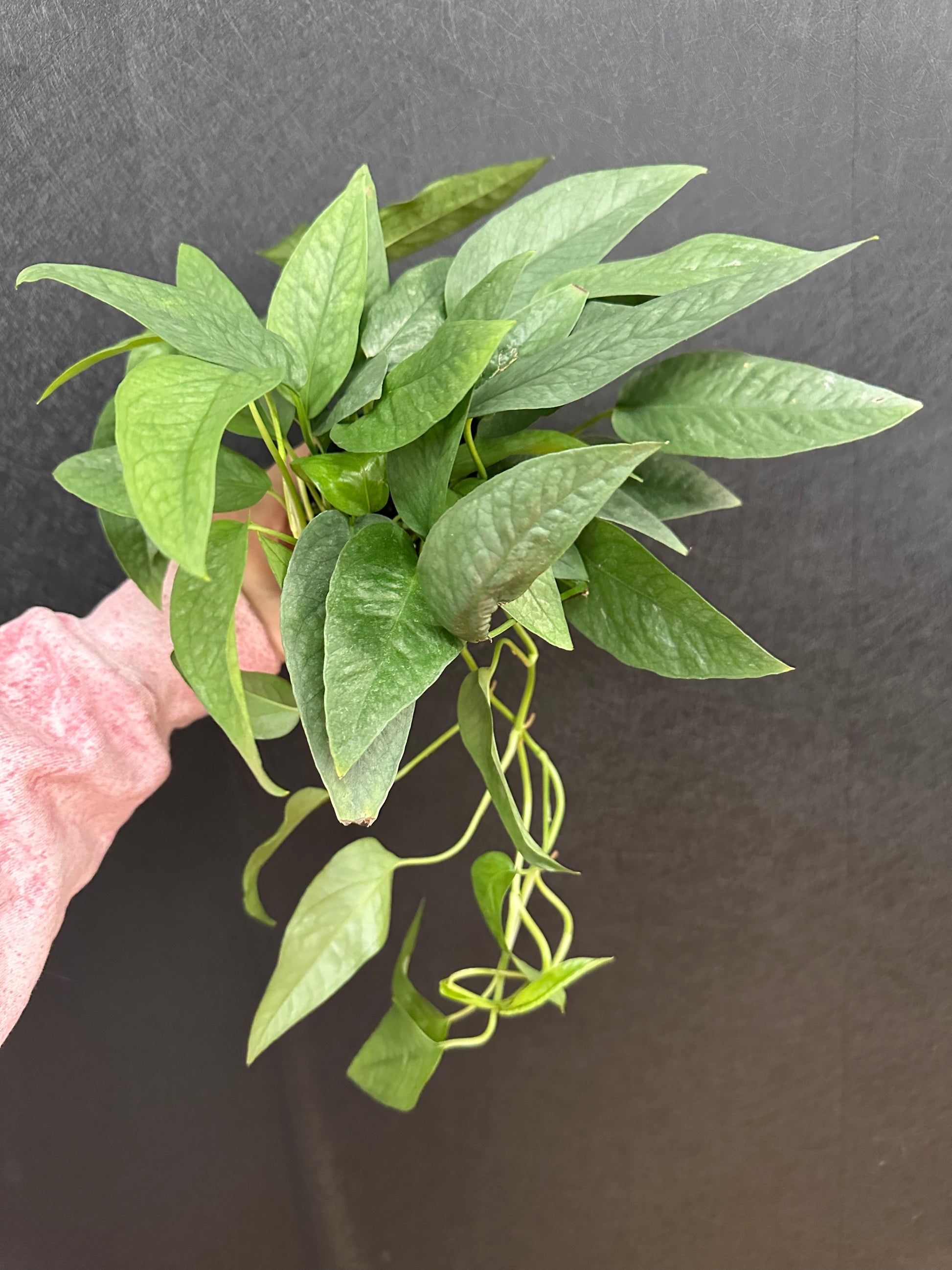 buy cebu blue pothos Cebu Blue Pothos 4in – Blossom + Branch Houseplants