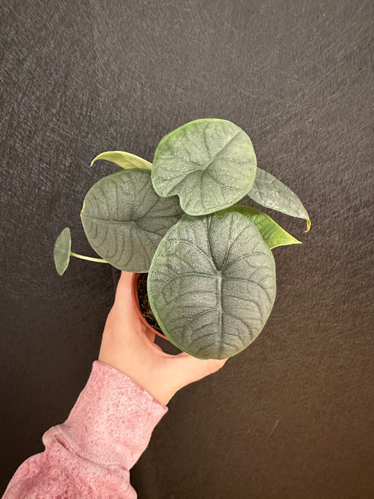 Alocasia Melo 4in