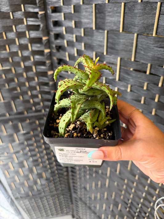 Aloe Castilloniae 4in
