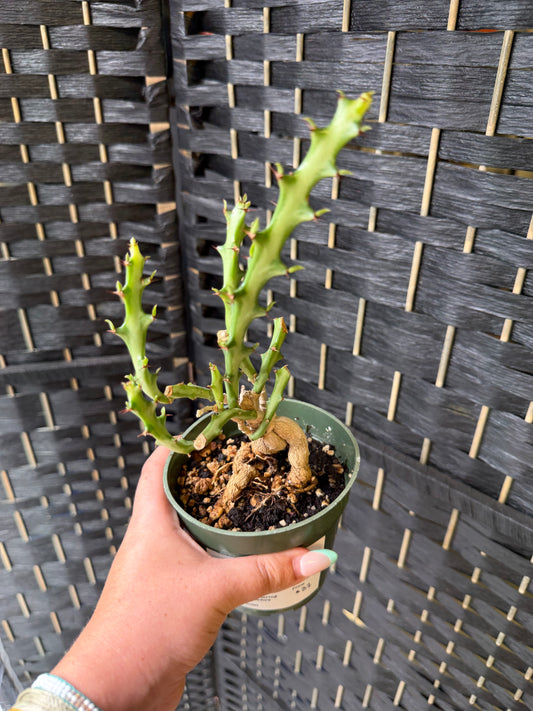 Euphorbia Knuthii 4in