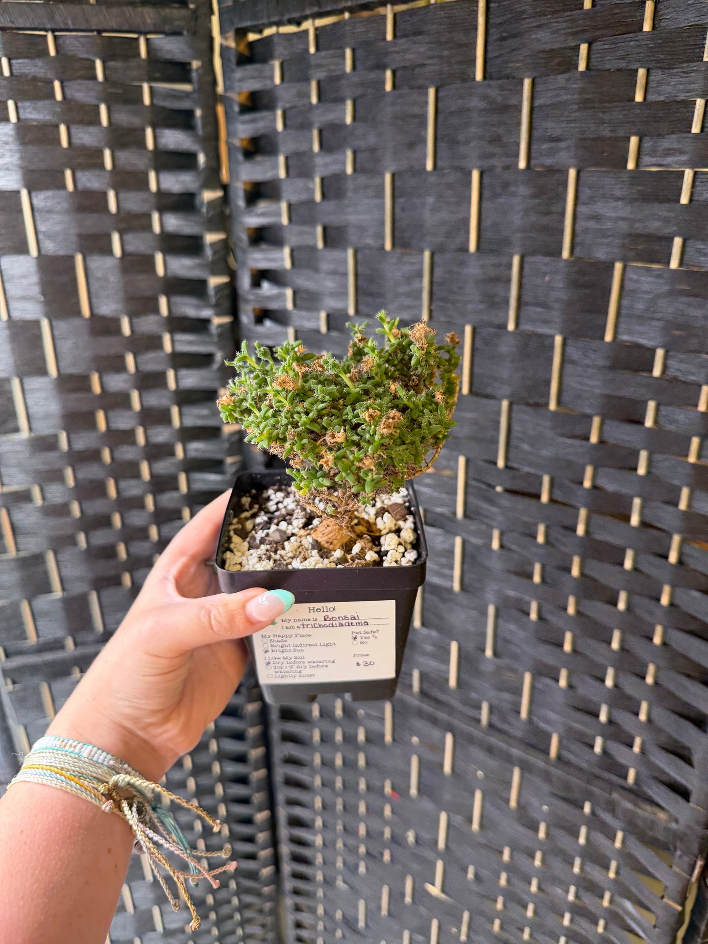 Trichodiadema Bonsai 4in