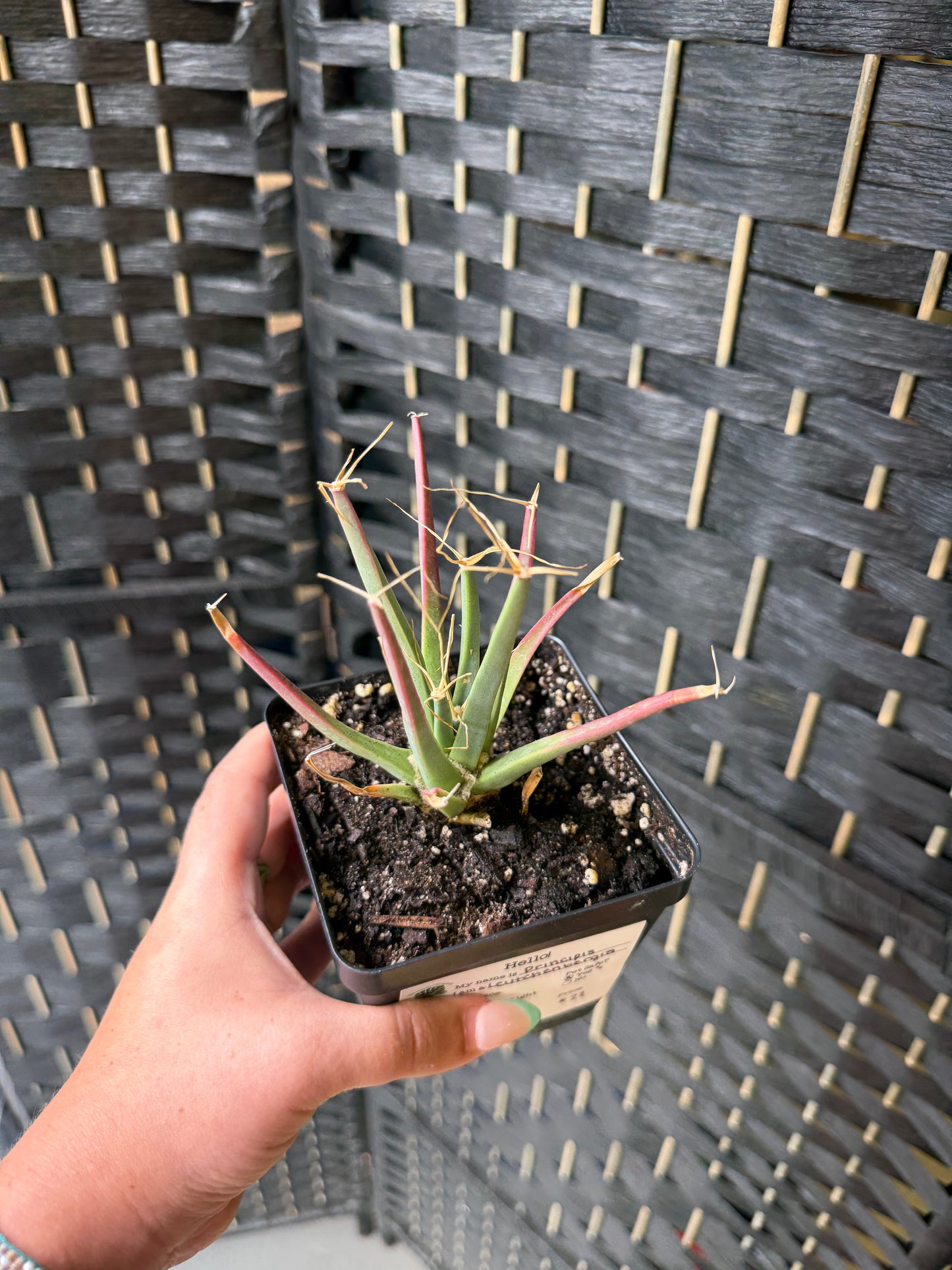 Leuchtenbergia principis 4in