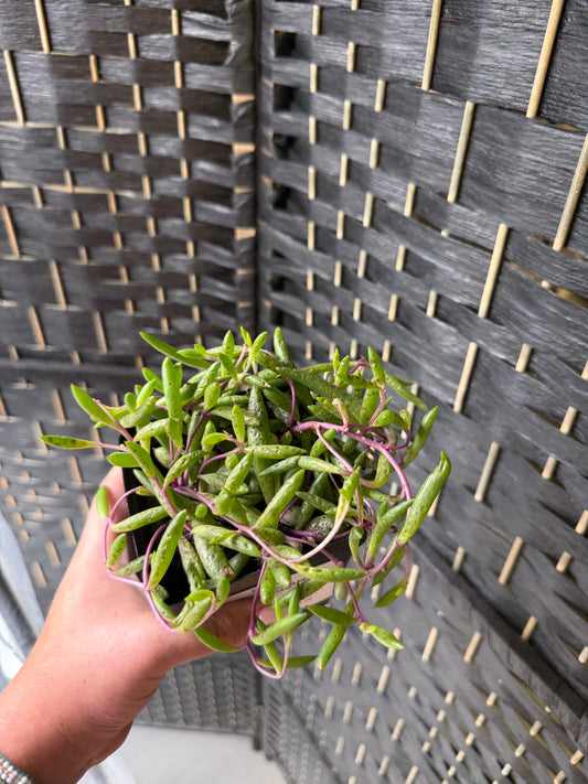 String of Rubies 4in