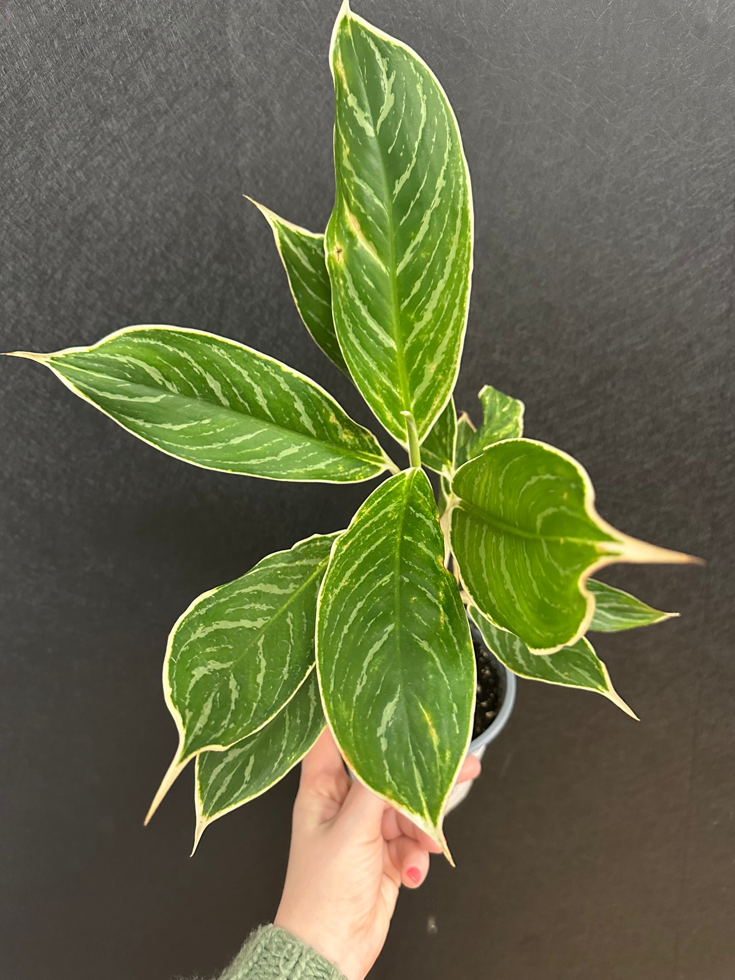 Snow White Aglaonema 5in