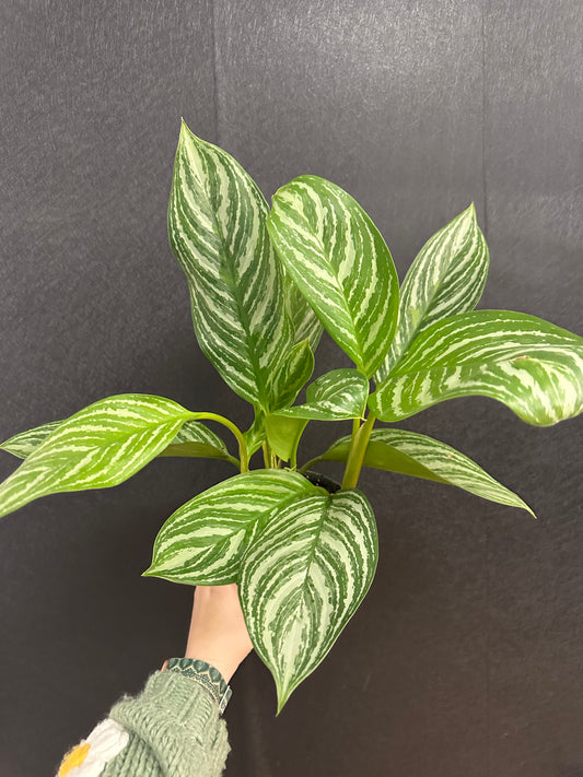 Aglaonema Stripes 6in