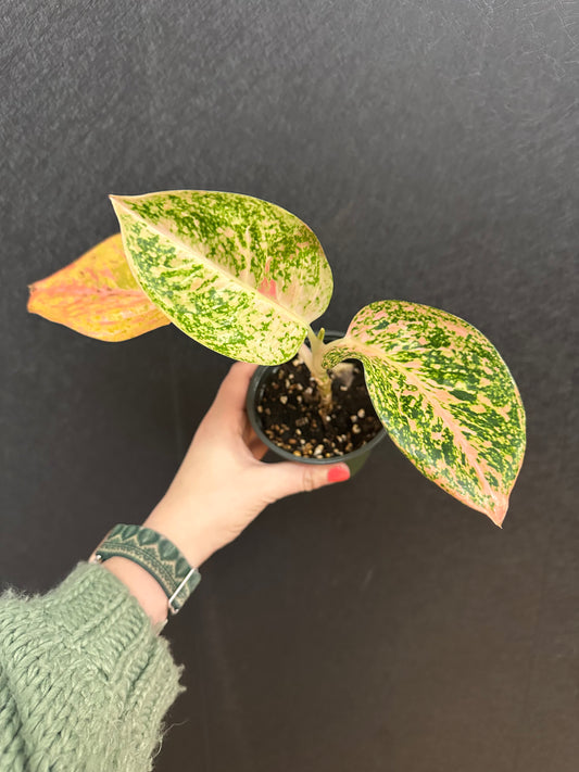 Orange Stardust Aglaonema 4in